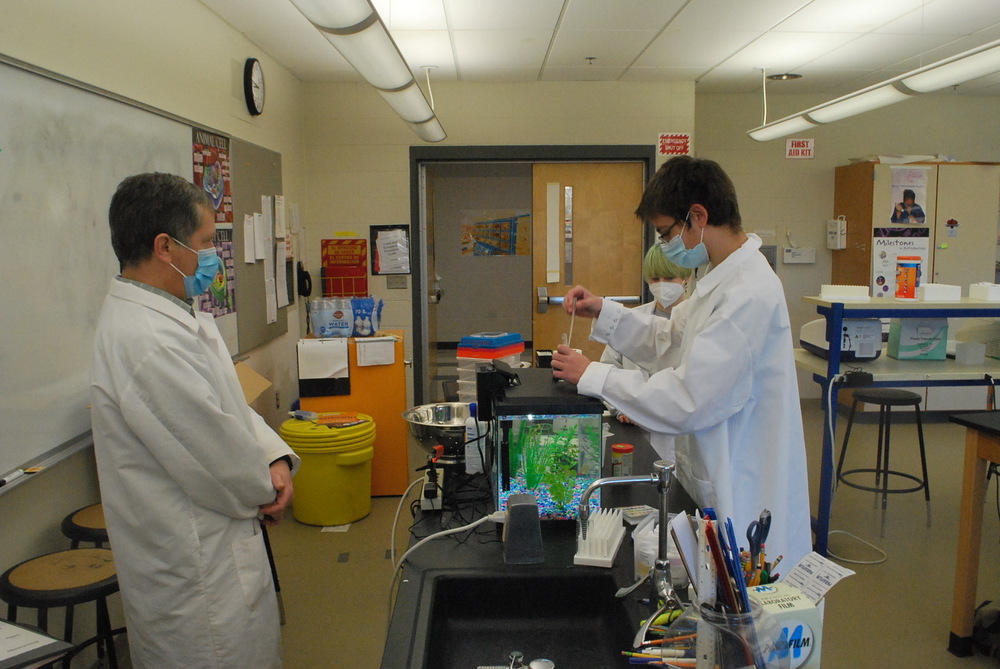  Biotechnology students at Nashoba Tech’s are studying the genetics of zebrafish.