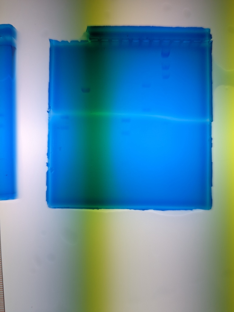 Freshmen Agarose Gels